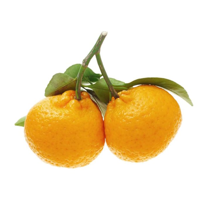 Limau Mandarin In English